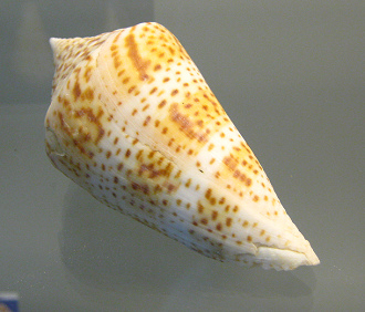 Conus delesserti, Nahaufnahme