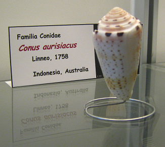 Conus aurisiacus