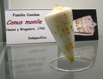 Conus
                          monile