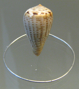 Conus glaucus, Nahaufnahme