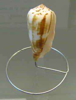 Conus lenavati, Nahaufnahme