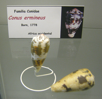 Conus ermineus