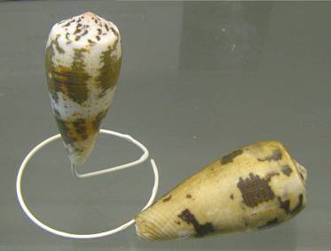 Conus ermineus, Nahaufnahme