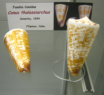 Conus thalassiarchus 02