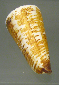 Conus thalassiarchus 02, Nahaufnahme