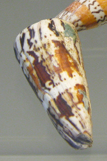 Conus generalis, Nahaufnahme 01