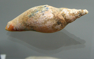 Alcithoe sp, Nahaufnahme