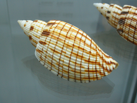 Lyria kurodai, Nahaufnahme