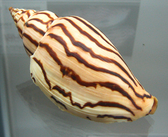 Voluta loroisi, Nahaufnahme