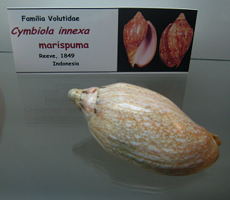 Cymbiola innexa marispuma