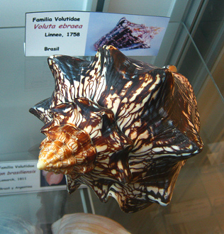 Voluta ebraea 02