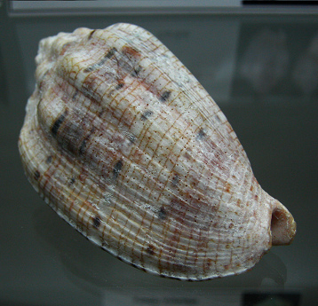 Voluta m�sica guinaica, Nahaufnahme