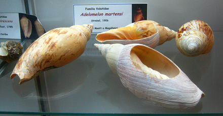 Adelomelon martensi, Totale