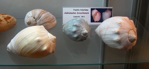 Adelomelon brasiliensis, Totale