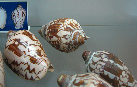 Cymbiola nobilis, Nahaufnahme 01