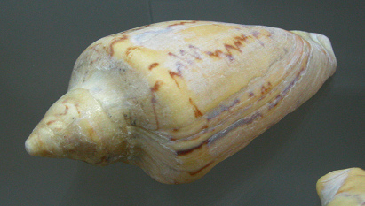 Cymbiola sp, Nahaufnahme