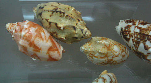 Cymbiola vespertilio, Nahaufnahme 01