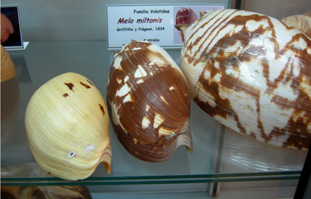 Melo miltonis, Totale