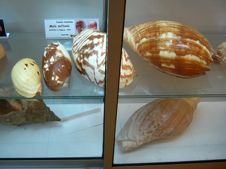 Melo miltonis, totale Totale