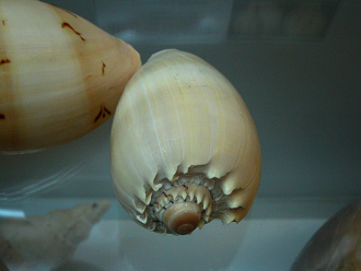 Melo aethiopica, Nahaufnahme