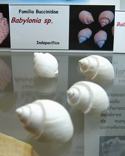 Babylonia sp