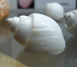 Babylonia sp, primer plano