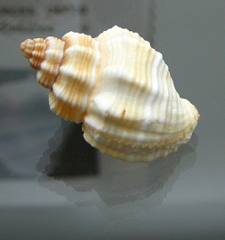 Cantharus tranquebaricus, primer plano