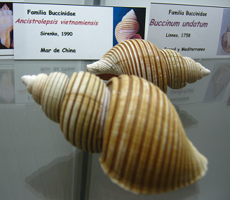 Ancistrolepsis vietnamiensis