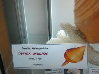 Syrinx aruanus, placa