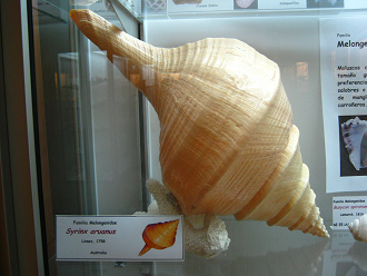 Syrinx aruanus, primer plano