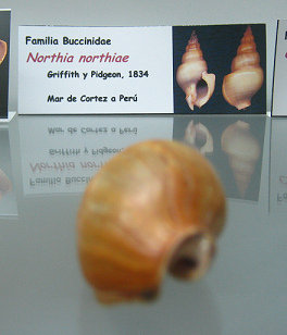 Northia northiae