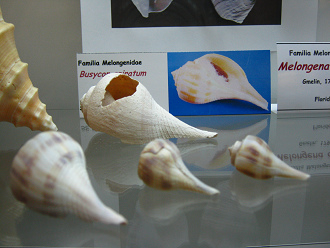 Busycon spiratum, primer plano