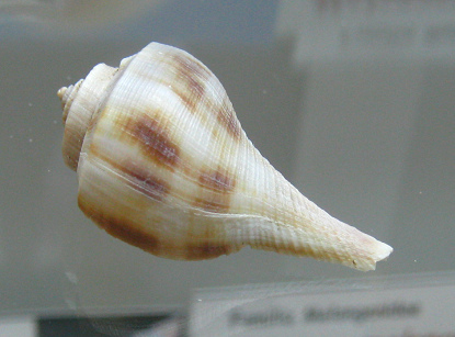 Busycon spiratum, primer plano 02