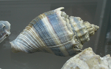 Melongena corona, primer plano