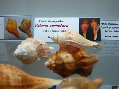 Voleman carinifera, vista total