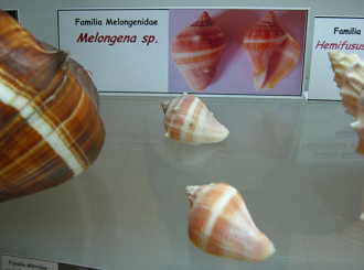 Melongena sp