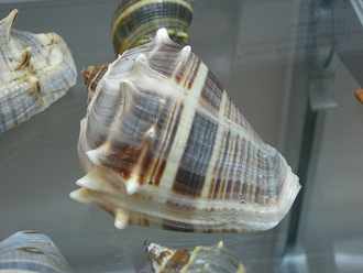 Melongena melongena, primer plano