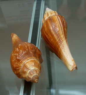 Hemifusus ternatanus, primer plano