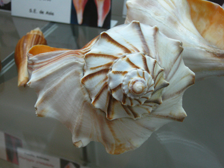 Busycon carica, primer plano