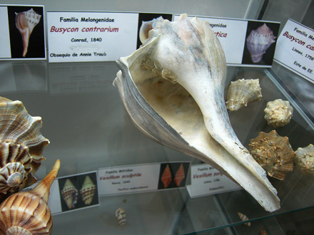 Busycon contrarium 02