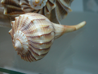 Busycon contrarium, primer plano