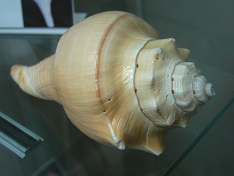 Busycon canalicatum, primer plano