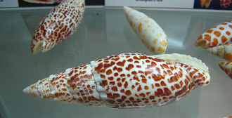 Mitra mitra, primer plano