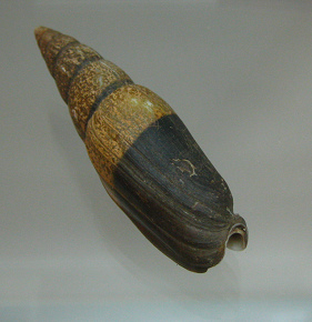 Mitra zonata, primer plano