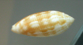 Pterygia crenulata, primer plano