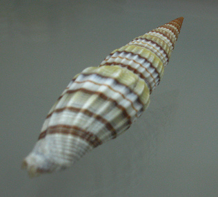 Vexillum curviliratum, primer plano