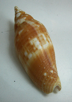 Mitra helenae, primer plano