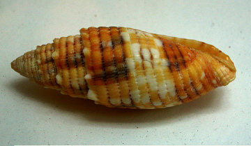 Mitra puncticulata, primer plano