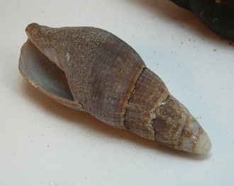 Mitra orientalis, primer plano