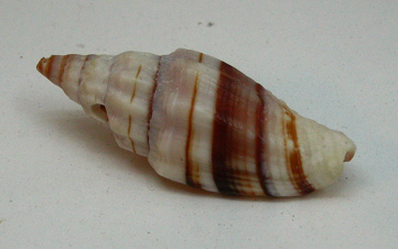 Vexillum balteolatum, primer plano